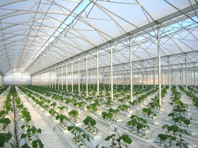 Проектная организация Томск разработает и реализует проект тепличного и растениеводческого комплекса. Проекты парников и теплиц для сельского хозяйства.